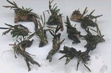 Bucephalandra "KEDAGANG" auf