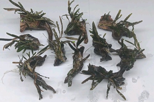 Bucephalandra kedagang auf - bucephalandra, "kedagang"