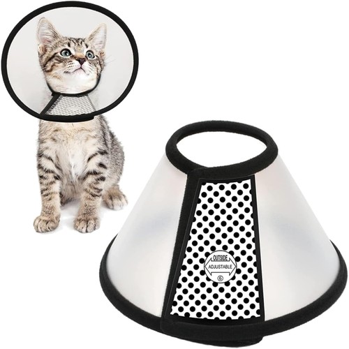 Haustier halskrause katze - haustier,