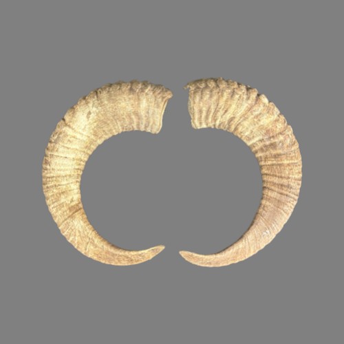 001cmu mufflon horn - mufflon,