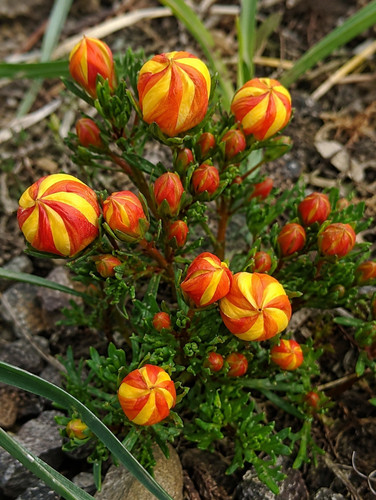 265t hirculus gentianella - 265t,