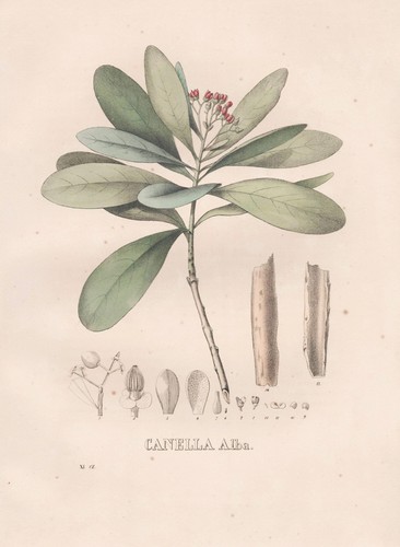 Canella zimtbaum cinnamon - zimtbaum,