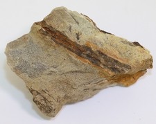 Pflanze, Archaeopteris sp., Devon, Famenne, Amblève, Belgien -m311