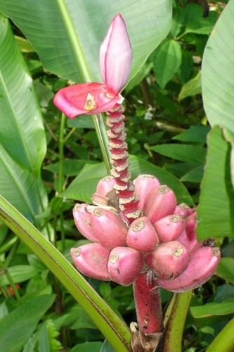 Rosa zwergbanane samen - rosa,