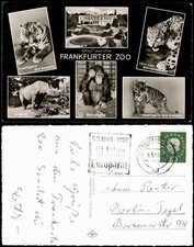 Frankfurt am Main Zoo   Tiger aus Sumatra, Nashorn, Schimpanse uvm. 1959