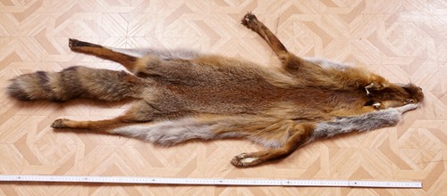 Schönes fuchsfell fox fur mit - fuchsfell,