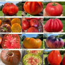 Fleisch tomaten set 12 - tomaten, 🍅