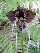 30 Samen  Schwarze Fledermausblume  -Tacca chantrieri-