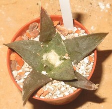 Ariocarpus confusus MM144