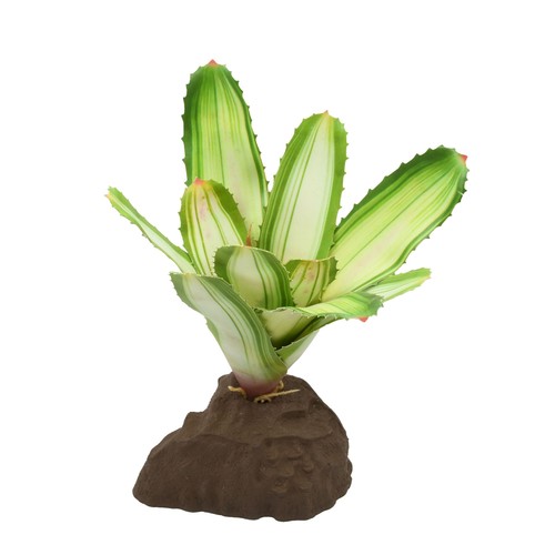 Lucky reptile bromelie - reptile,
