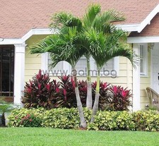 Adonia merrillii, Manila Weihnachtspalme – 1  Sämling  zum Discountpreis