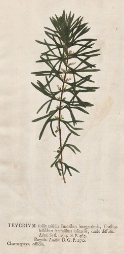 Teucrium günsel yellow bugle - günsel,