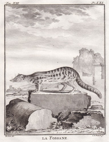 Fossa frettkatze tiere animals - fossa,