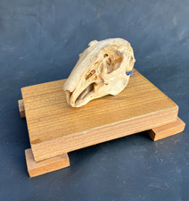 alt Hase Schädel Präparat Deko Tierknochen Anatomie Lehrmittel Okkultismus 40904