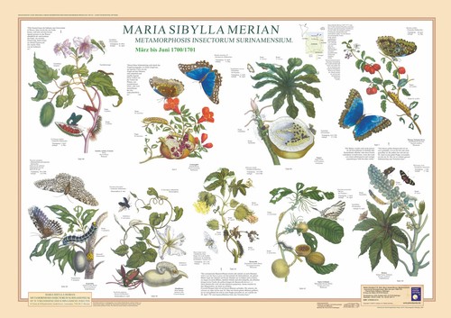 Poster maria sibylla merian - poster,