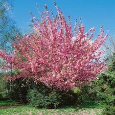 Prunus Kanzan auf Stamm, Japanische Nelkenkirsche (Höhe: 180-190 cm) + Dünger