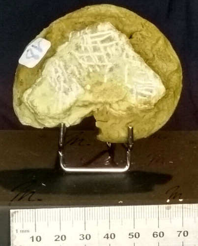 018 ammonit ceratites - 018,