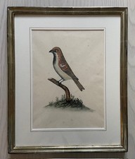 Aquarell mit Tusche  "Vogel"