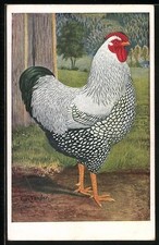 Künstler-AK sign.Kurt Zander: Silber-Wyandotte-Hahn 