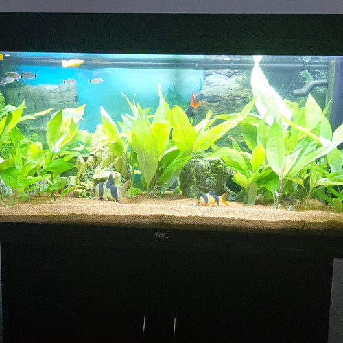 Juwel rio 180 - juwel, komplettaquarium