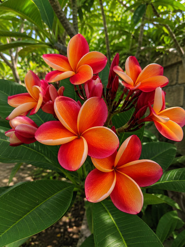3431x plumeria frangipani - pv,