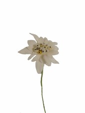 Edelweiss 3cm Alpenblume