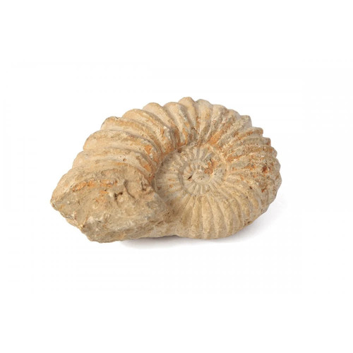Ammonit fossil präparat - fossil, cm