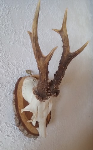 Rehbock gehörn - rehbock,