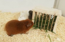 Heuraufe Meerschweinchen