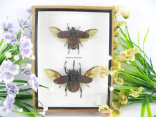 2x Eupatorus siamensis