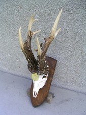 ungarischer Weltrekord Rehbock