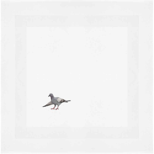 Bowing pigeon cotton - pigeon',