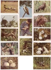 97 Stück Zigaretten-Sammelbilder, Vögel unserer Heimat, Format 80x60, DDR