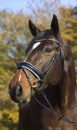 Löwe reitsport trense lack - reitsport,