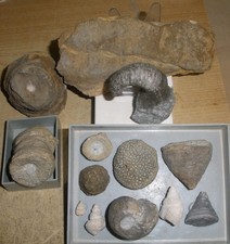 Fossilien - Sammlung Devon