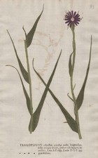 Tragopogon porrifolius