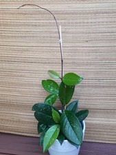 Hoya carnosa  - Wachsblume - Porzellanblume