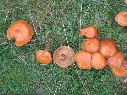 Foto lärchenboletes - foto,