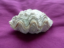 TOP  Tridacna 435g    Maxi