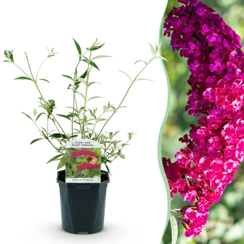 Schmetterlingsflieder buddleja - schmetterlingsflieder,