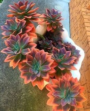 8000941 Dragon Blood