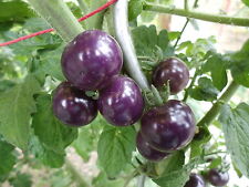 Indigo Blue Berries " Cocktailtomate blau - violett" Samen Tomaten  