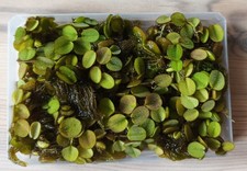 BÜSCHELFARN, Schwimmpflanze Aquarienpflanze Salvina Wasserpflanze Algenkiller