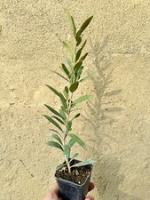 Olivenbaum (Arbosana) bis