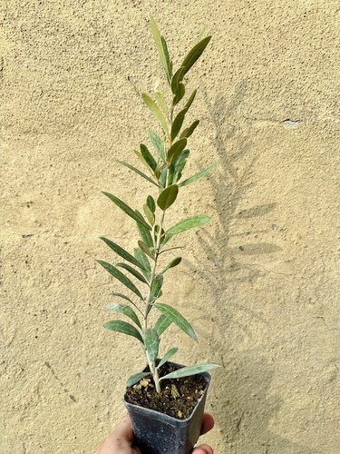 Kleiner olivenbaum - x,