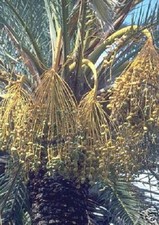 Dattelpalme - schnell wachsend
