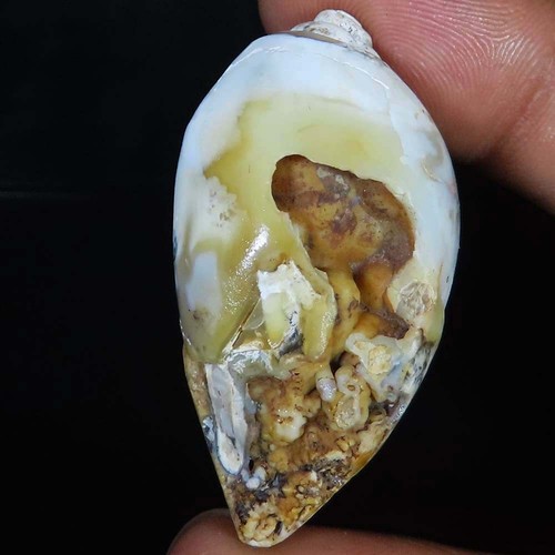Natürlich fossil schnecke - natürlich,