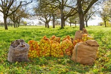 Frischer Bio Apfelsaft - Bag