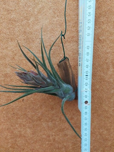 Tillandsia pruinosa - , xl