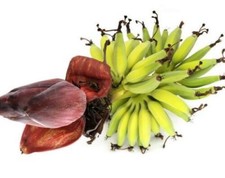 SAMEN Kübelpflanze Palme Wintergarten Terrasse YUNNA BANANE Bananen Staude Oase